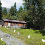 Sharan Forrst, Kaghan Valley - WhataTrip.PK